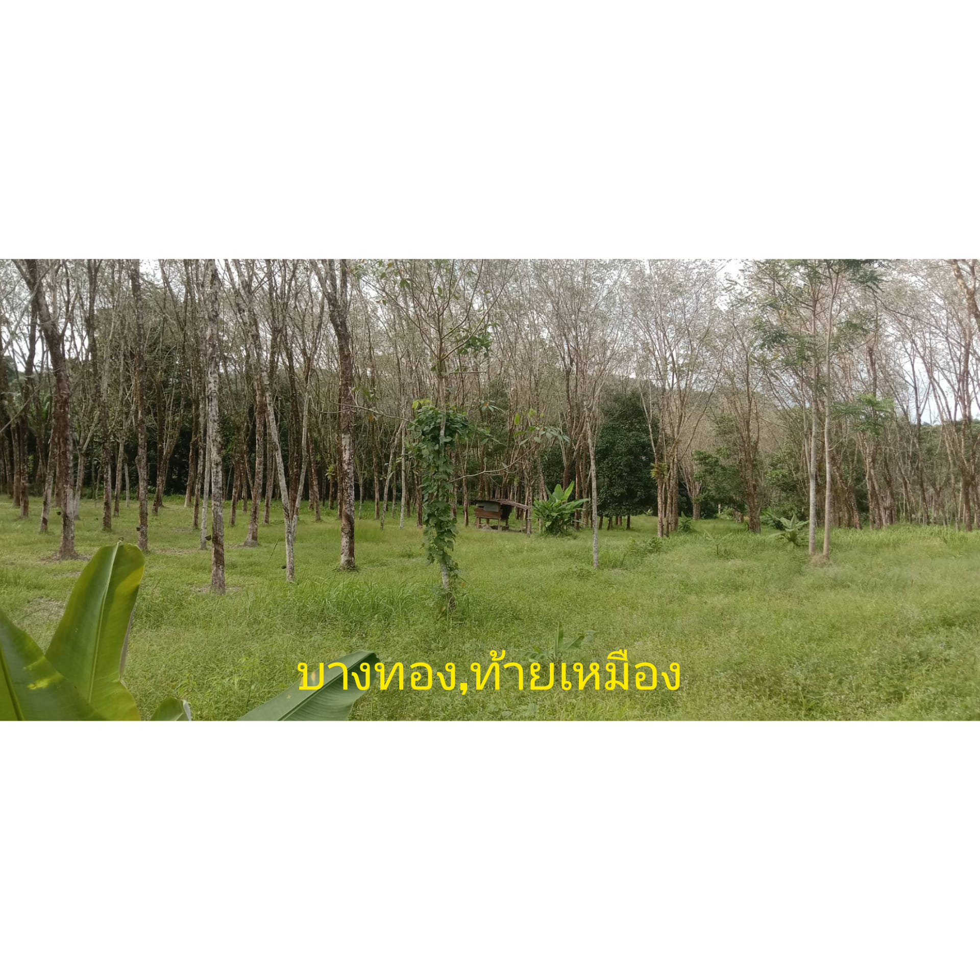 ที่ดิน บางทอง,ท้ายเหมือง พังงา 8-1-55.3