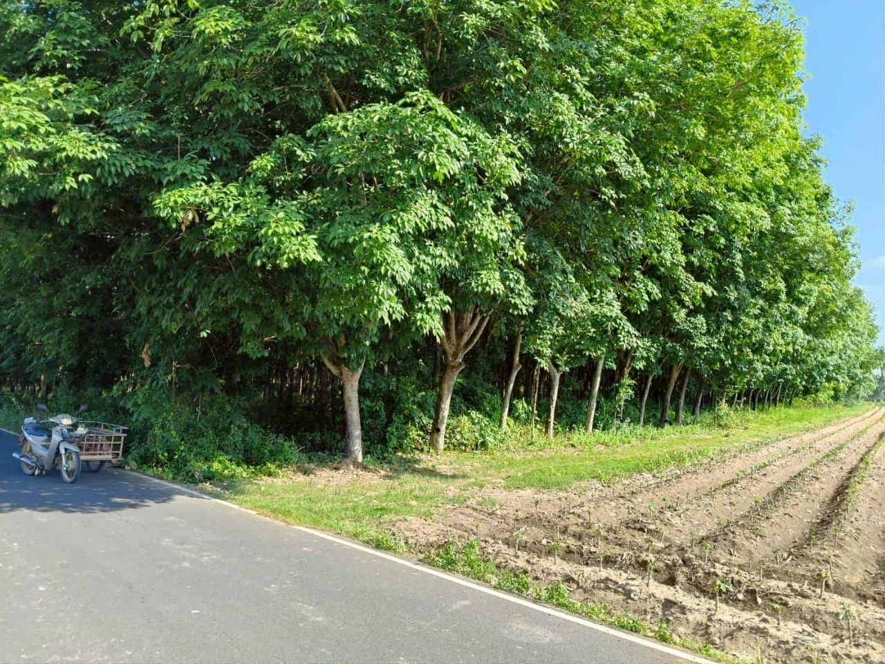 ขายที่ดินบุรีรัมย์ อ.นางรอง เป็นสวนยาง 13-2-58 ไร่ 