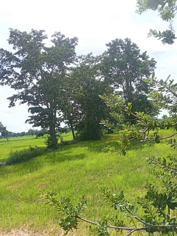 ขายที่นา ราคาถูก บุรีรัมย์ 6-2-44