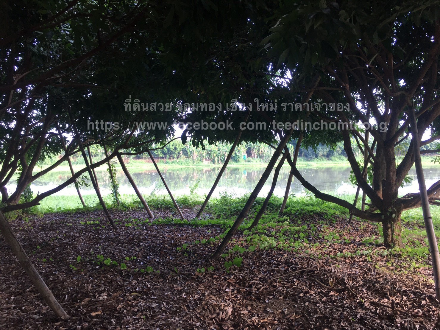 ขายสวนลำไยติดน้ำปิง เชียงใหม่ 2-1-58