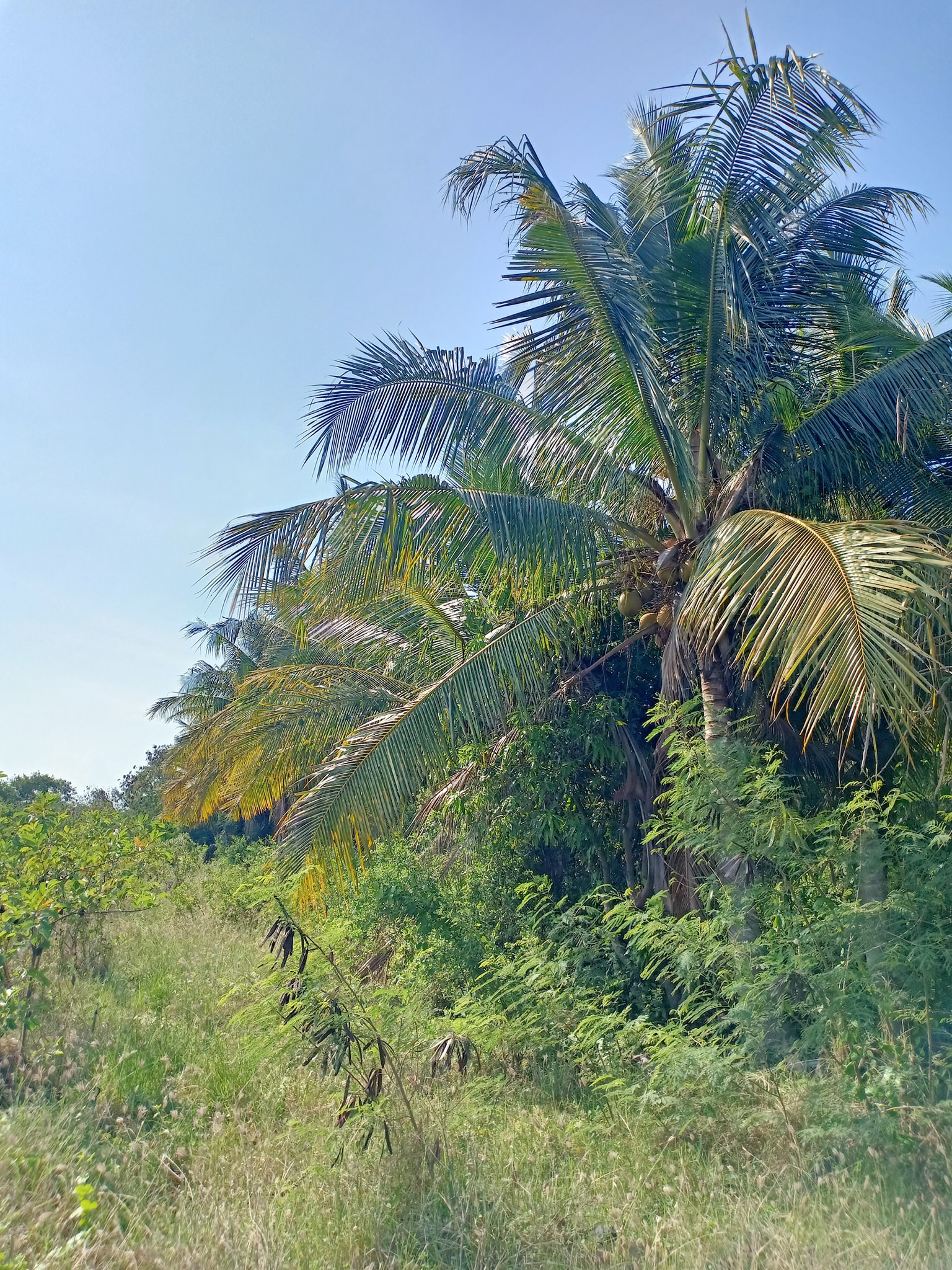 ที่ดินสวนมะพร้าว ท่ายาง เพชบุรี 4-1-29