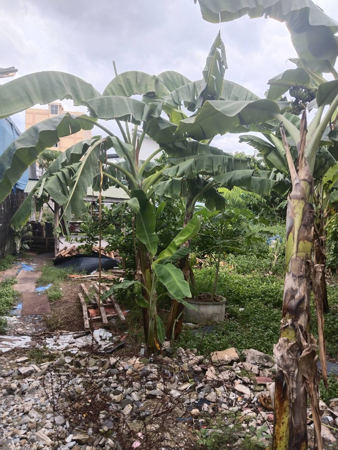 ขายที่ดินเขตบางเขน กรุงเทพมหานคร
