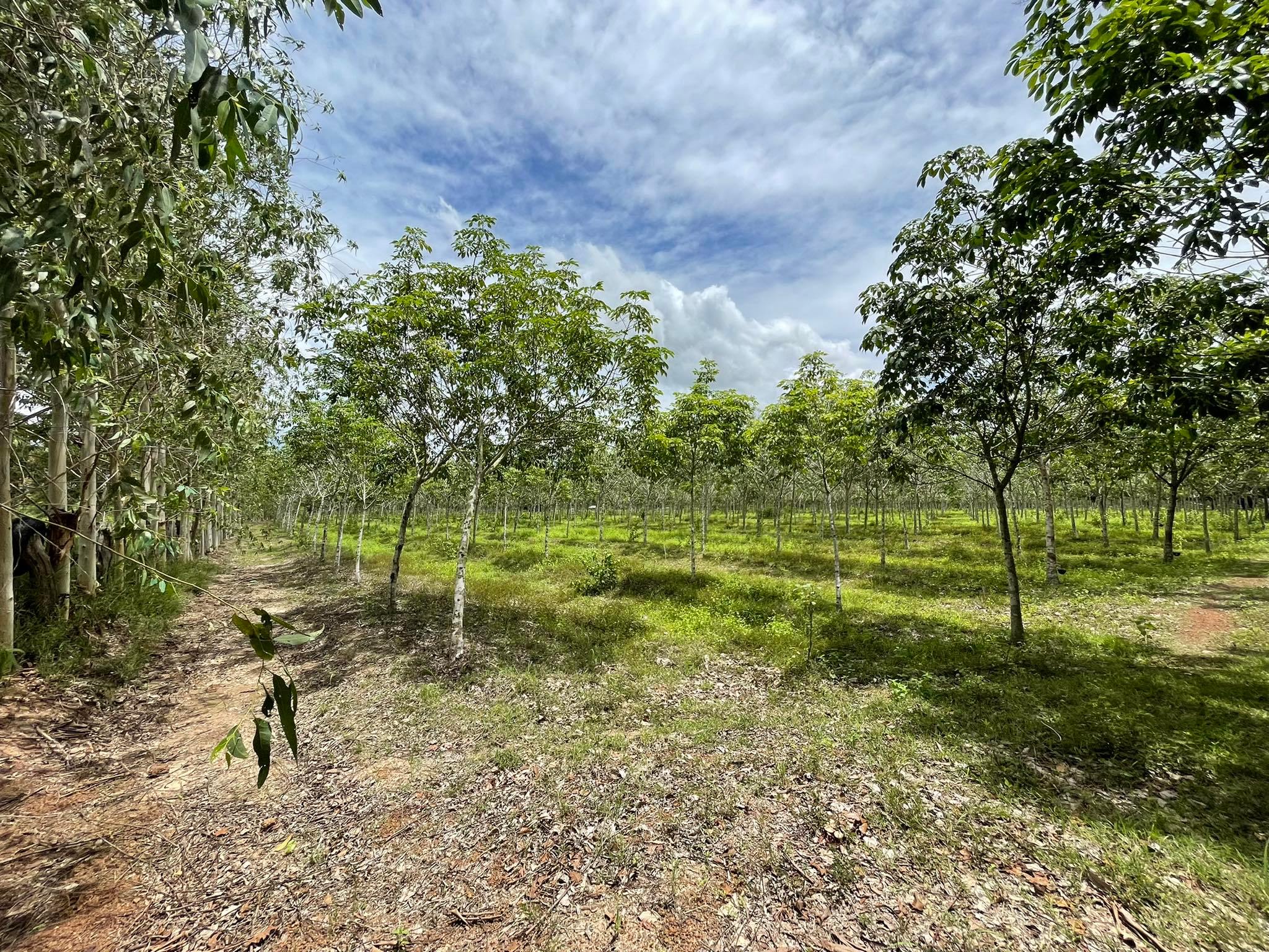 ที่ดินสวนยางพาราพร้อมบ้านสวน อ.วานรนิวาส 28-1-82