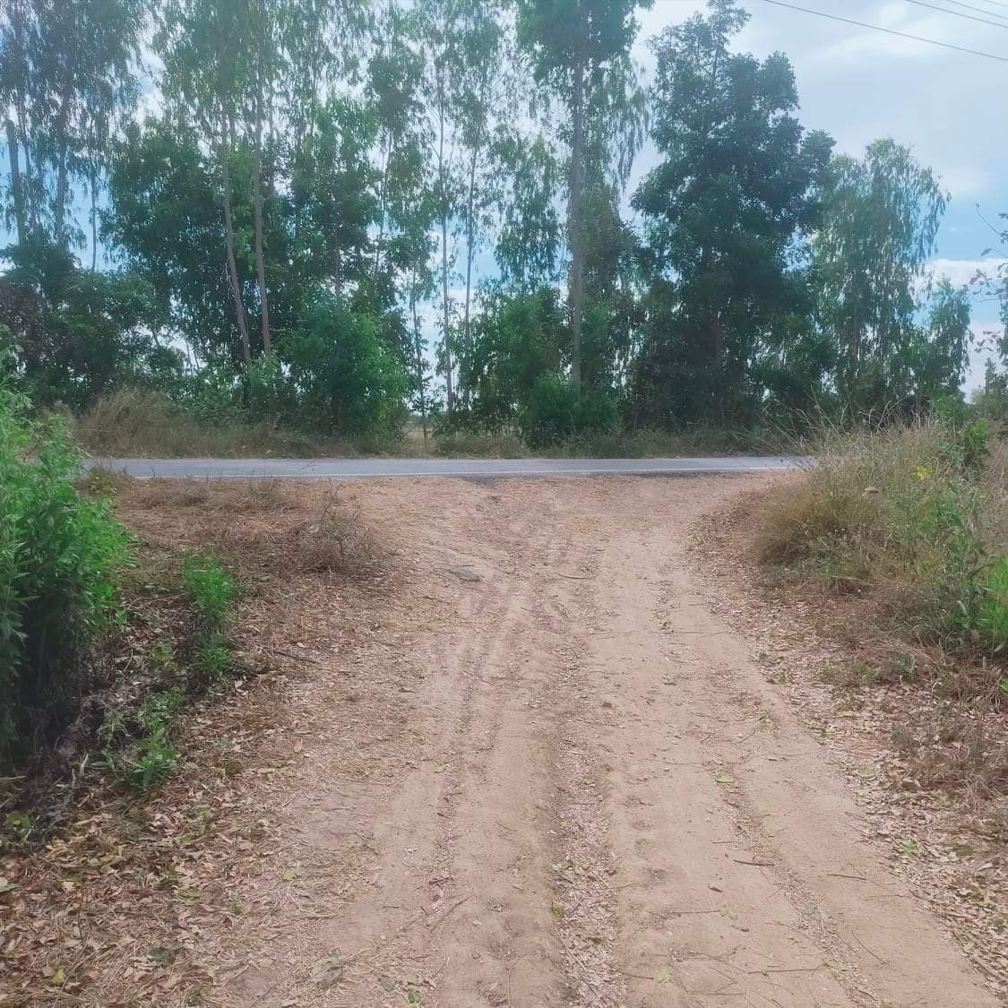 ที่ดิน16ไร่ อ.หนองหญ้าไซ สุพรรณบุรี