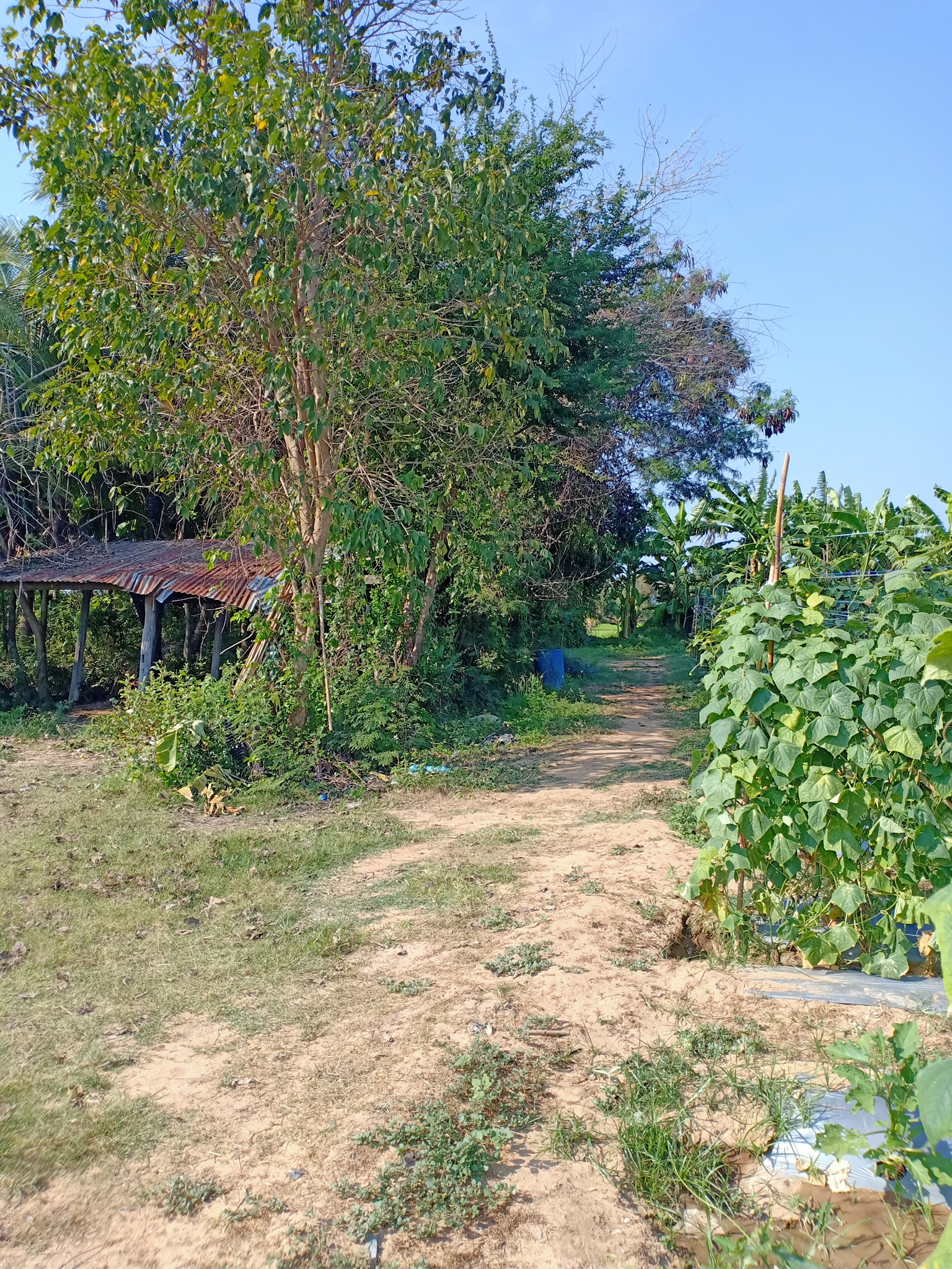 ที่ดินสวนมะพร้าว ท่ายาง เพชบุรี 4-1-29