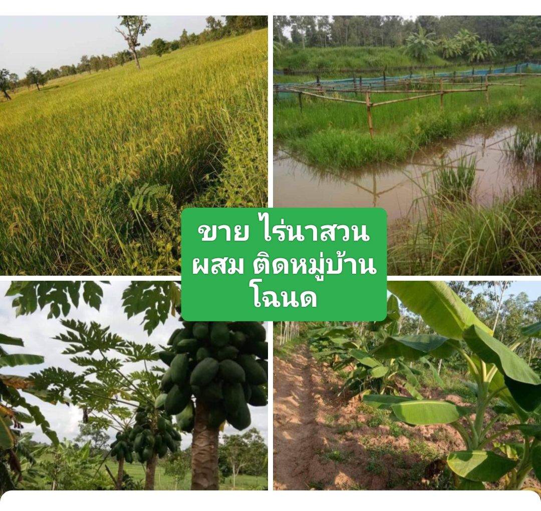 ต้องการขาย ไร่นาสวนผสม ติดหมู่บ้าน 