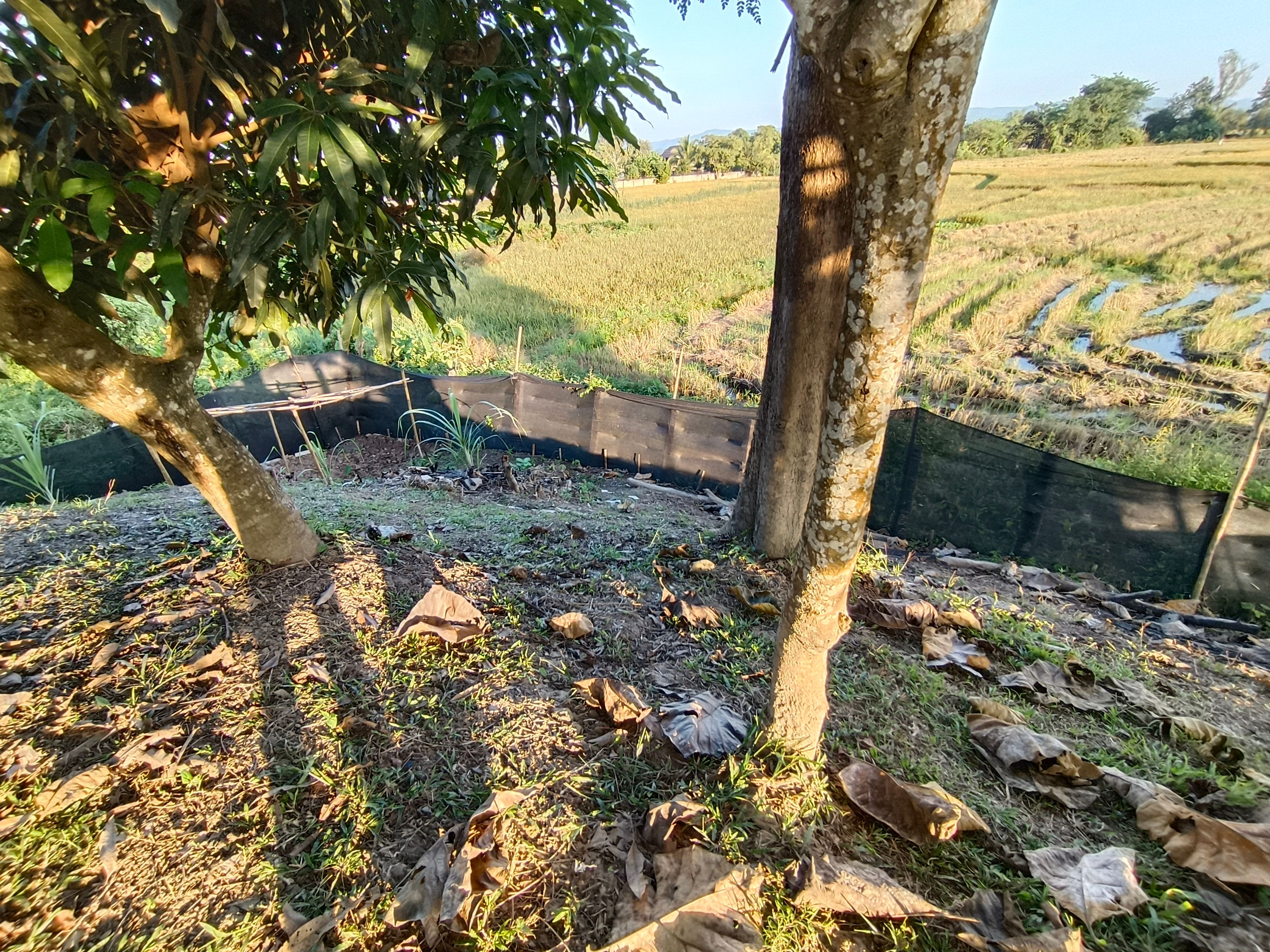 ขายบ้านเชียงราย อำเภอแม่ลาว บ้านพร้อมที่ดิน ทำเลดี จังหวัดเชียงราย
