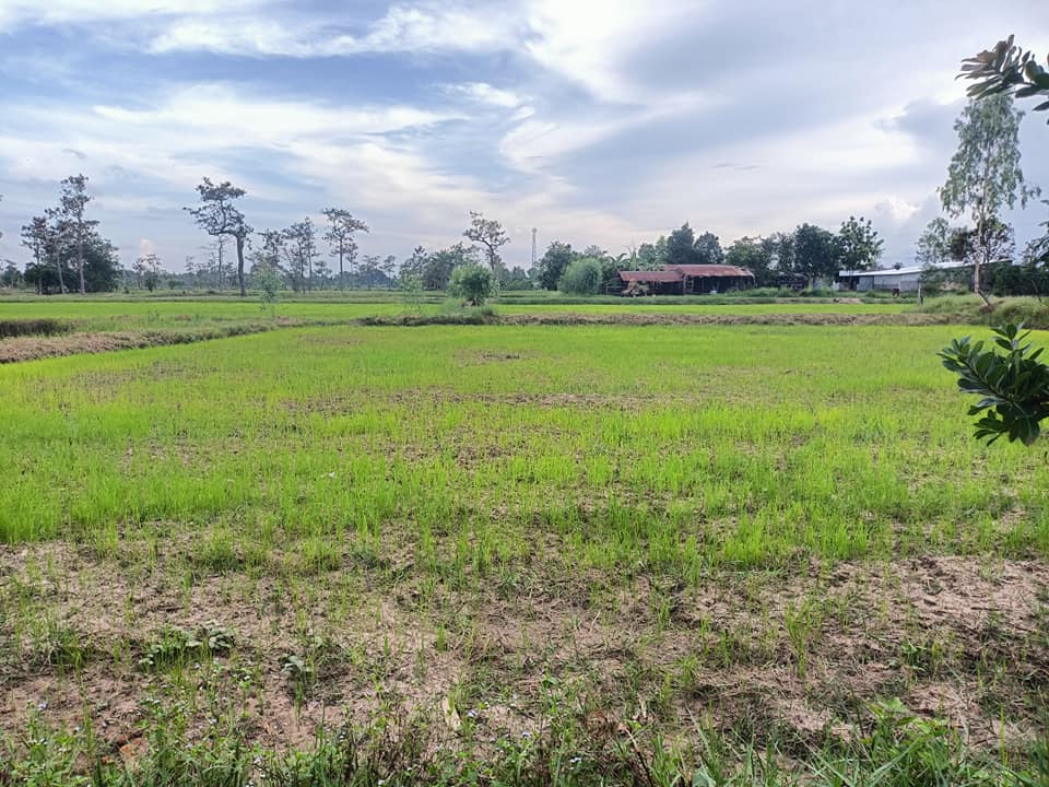 ขายที่ดินอุบลราชธานี อ.เดชอุดม 13-0-67.6