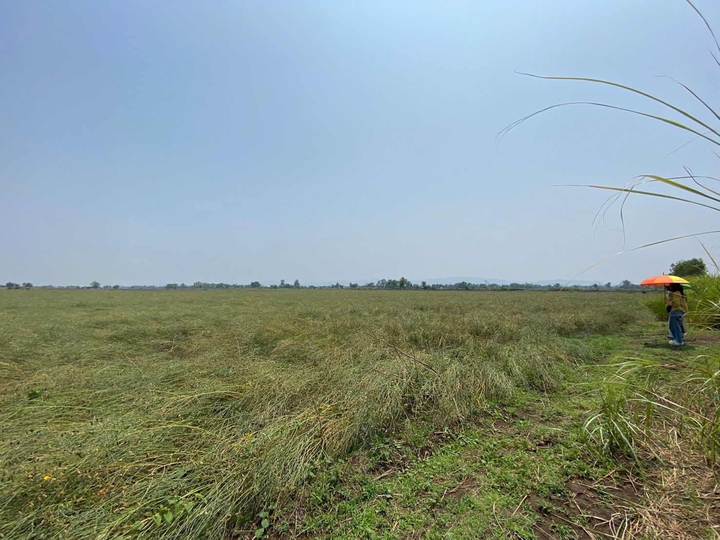 ขายที่นา ชุมชนบ้านปู่เจ้า ต.ห้วยโป่ง (ราคาต่อรองได้)
