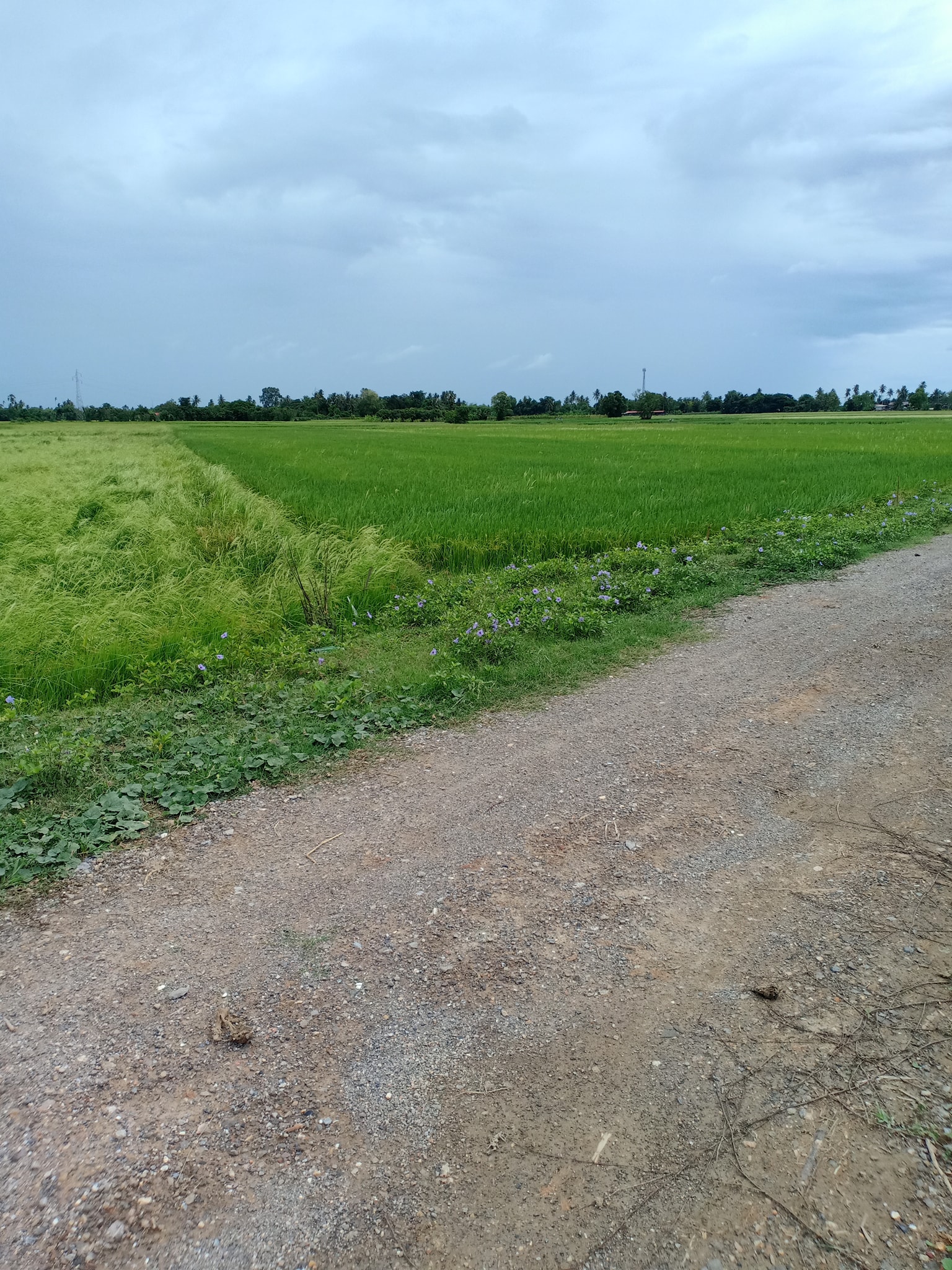 ที่ดินเปล่า เพชรบุรี 6-2-37