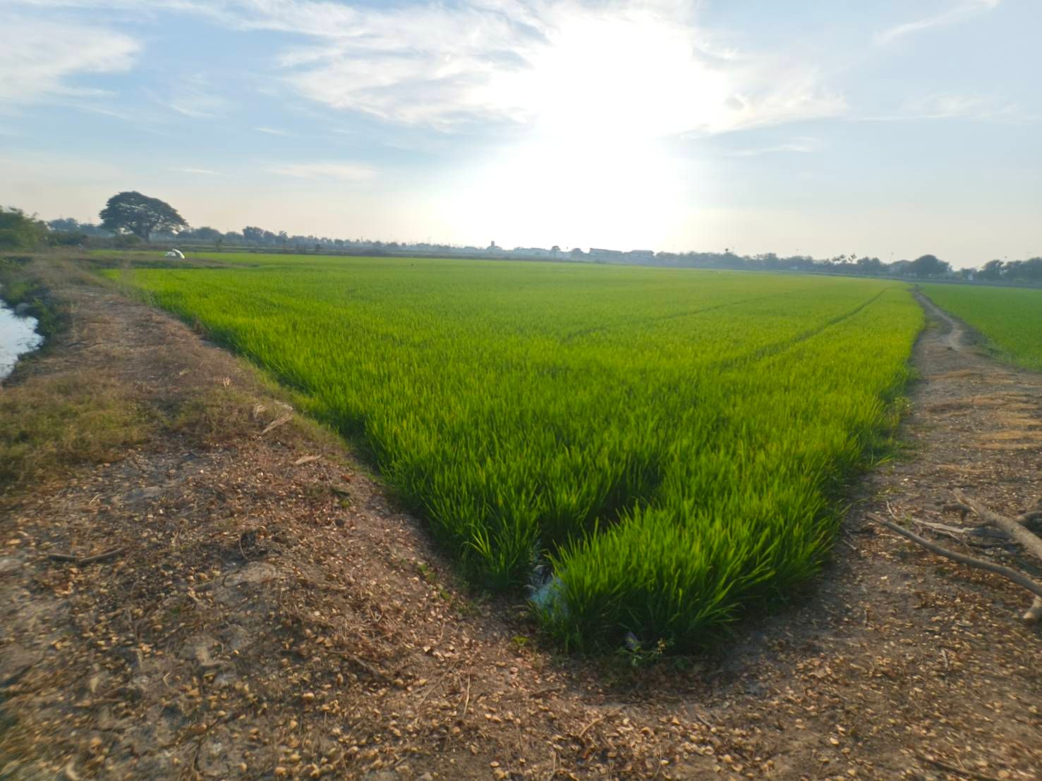 ขายที่ดินสุพรรณบุรี อำเภอเมือง เขตเทศบาลท่าระหัด