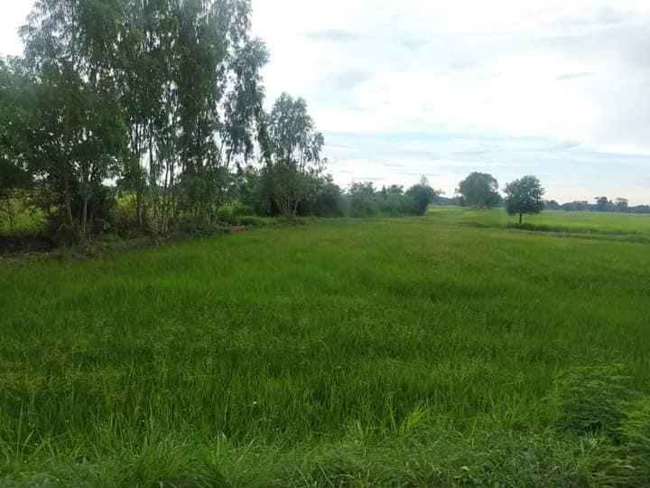 ขายที่ดิน มหาสารคาม 5-2-25 ไร่