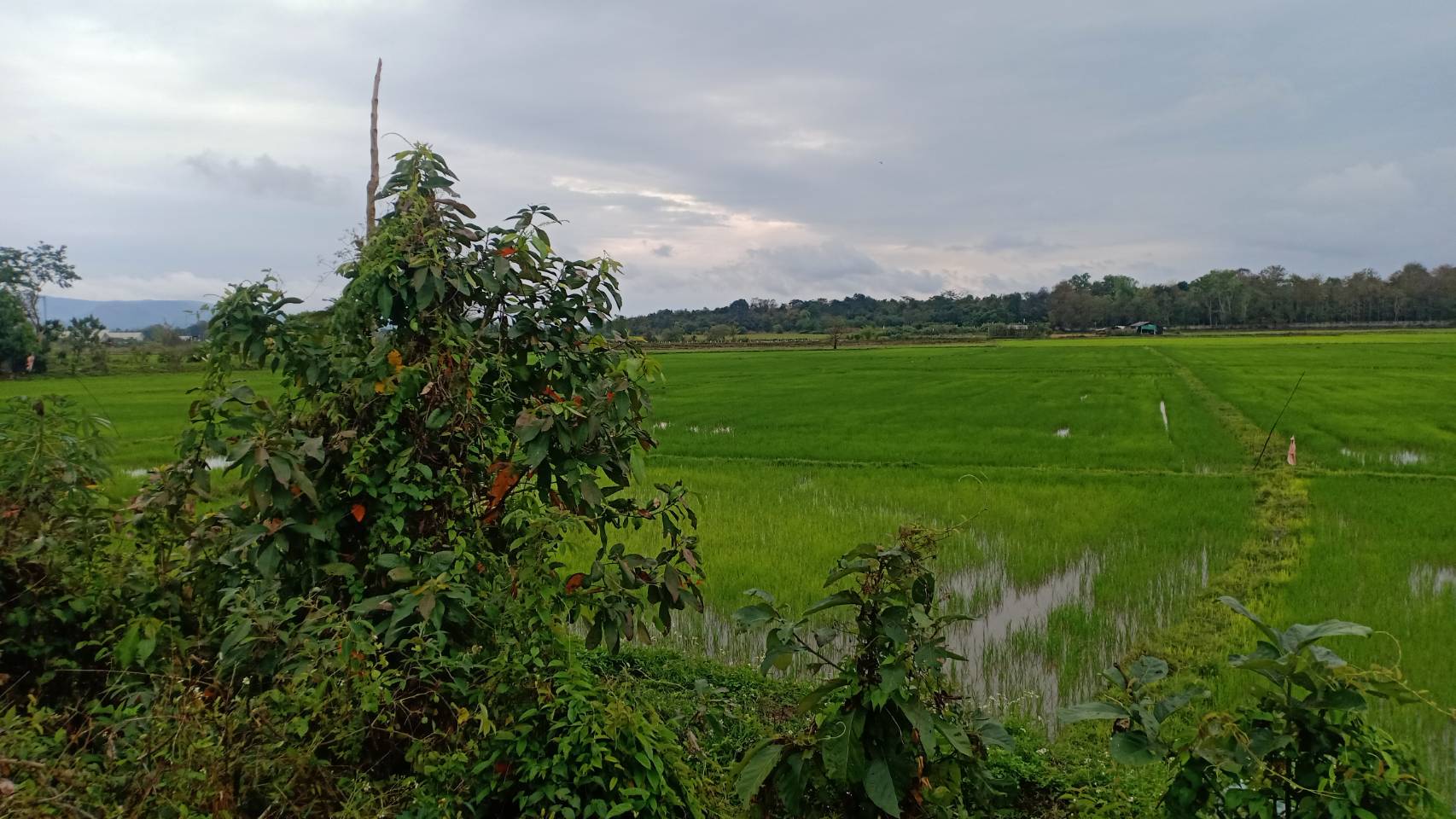 ที่นา เนื้อที่ 8ไร่ 41ตรว. เชียงราย