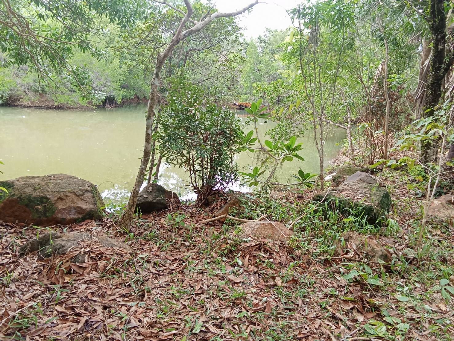 ขายที่ดินเกาะช้าง ตราด ที่ดินทำเลสวย บรรยากาศดี 5-1-72.5 ไร่.