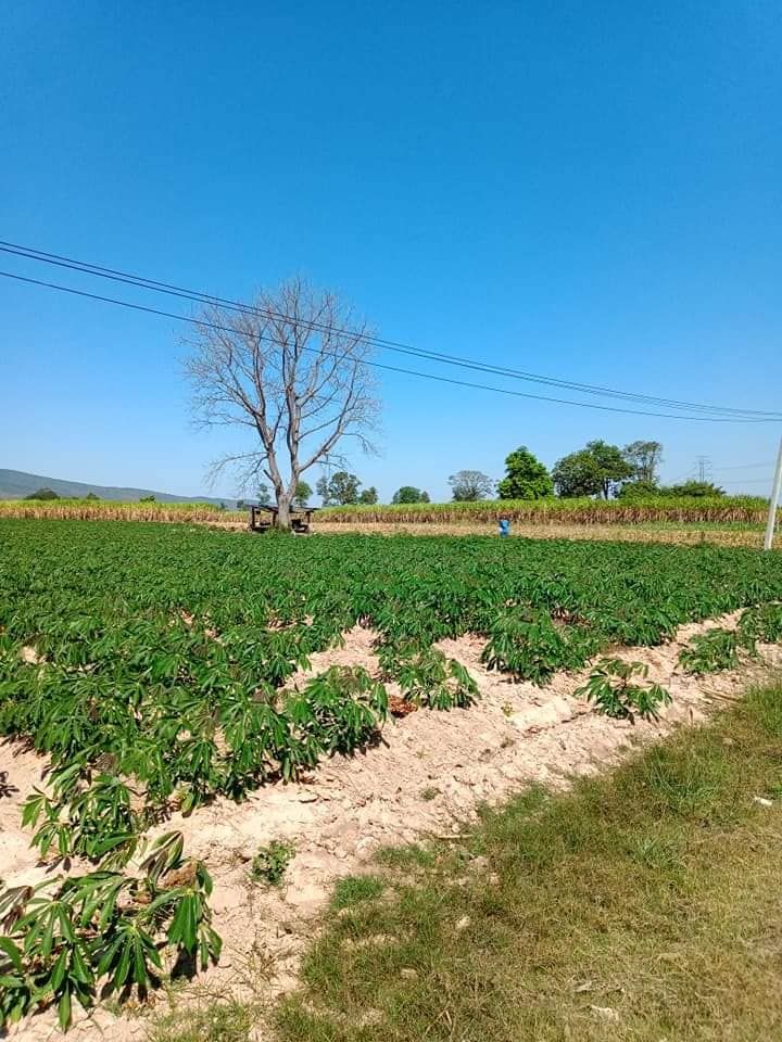 ขายที่ดิน 5-0-5.3 ทางไทรงาม