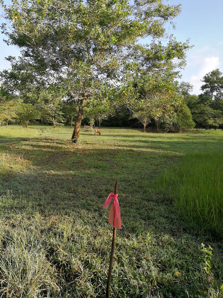 ขายที่ดินเปล่าเหมาะสร้างบ้าน อ.เมืองนครศรีธรรมราช 91 ตรว.
