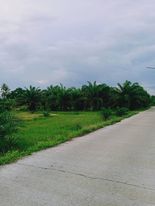 ที่ดิน สวนปาล์ม นครศรีธรรมราช 0-3-96