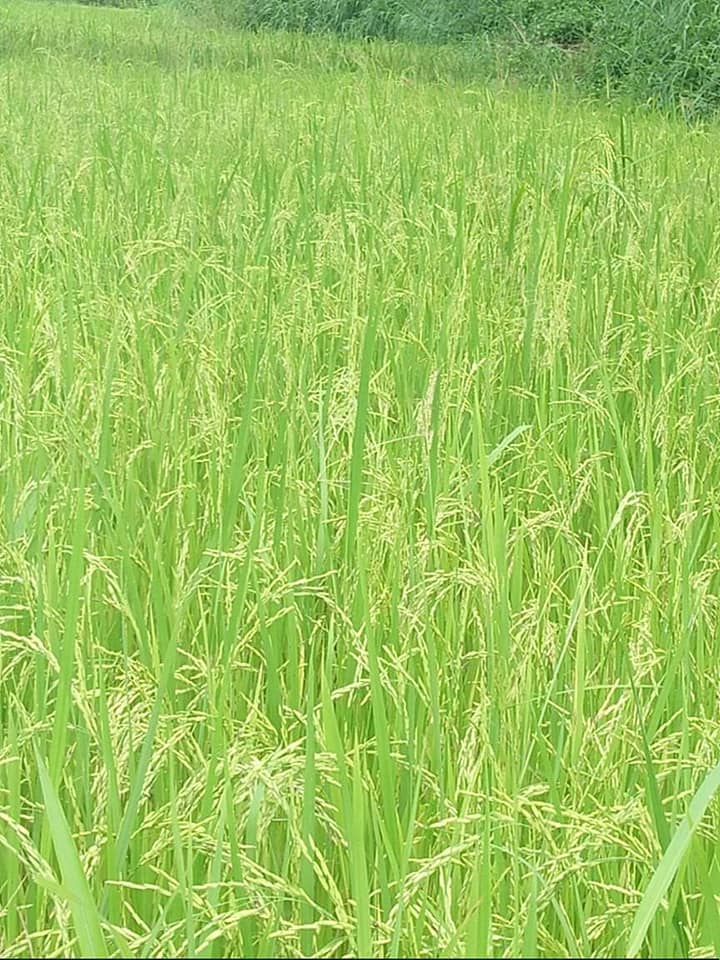 ที่ดินเปล่า อุตรดิตถ์ 6-1-49