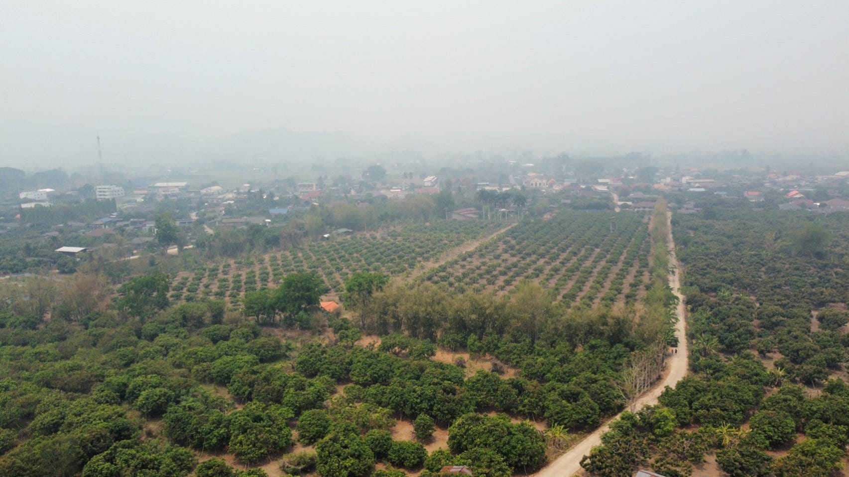 บ้านพร้อมสวน​ลำไย​