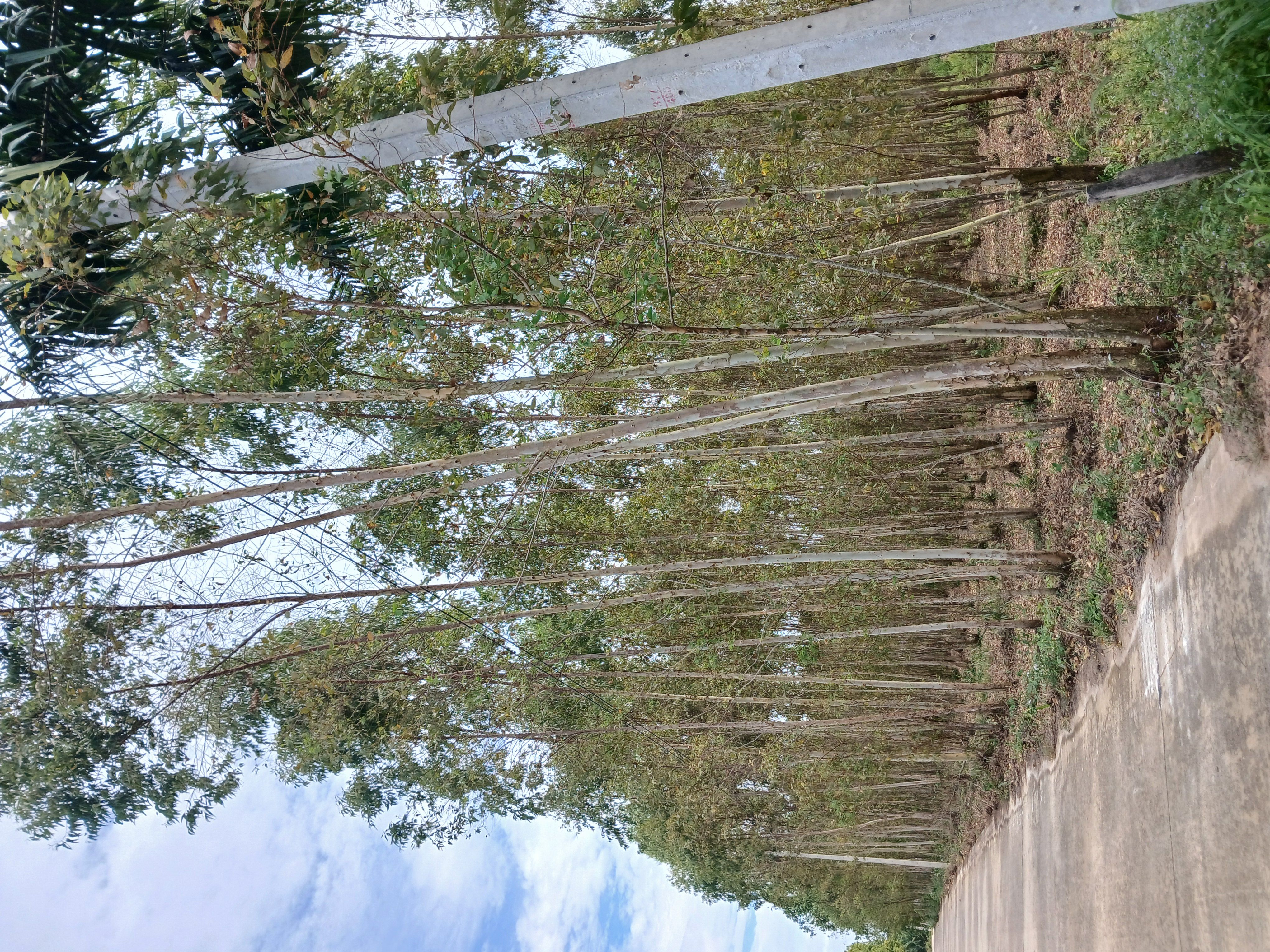 ขายที่ดินชลบุรี อำเภอบ่อทอง พร้อมสวนยูคา