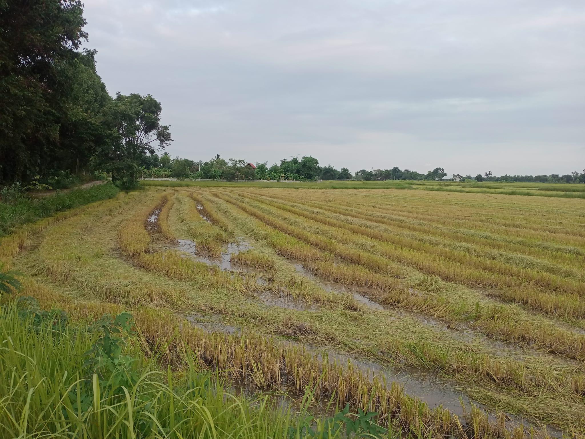ที่ดินที่นา ยางตลาด กาฬสินธุ์ 4-0-2