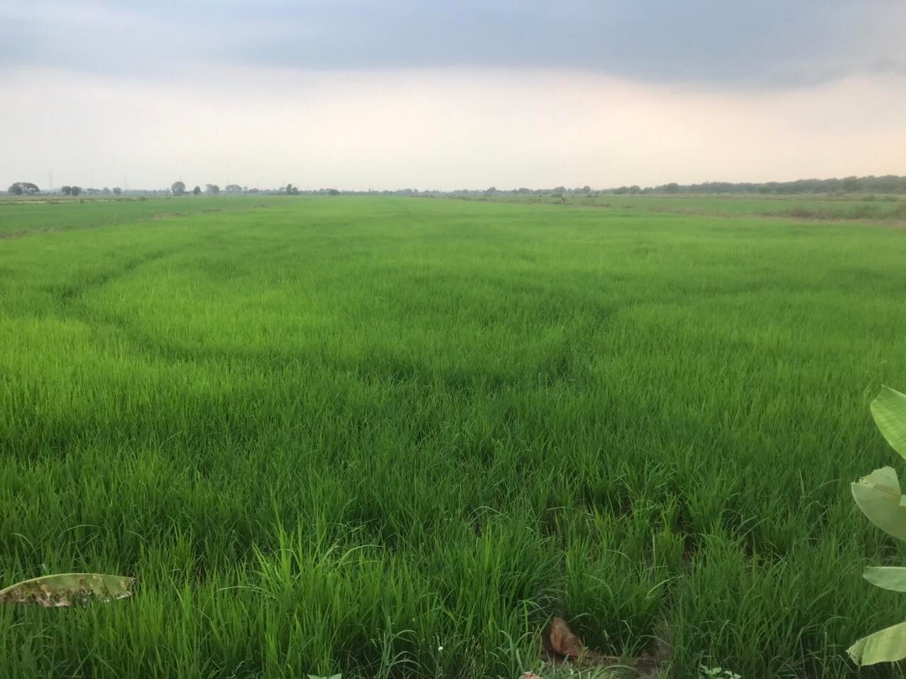 ขายที่ดินอยุธยา 71-0-90