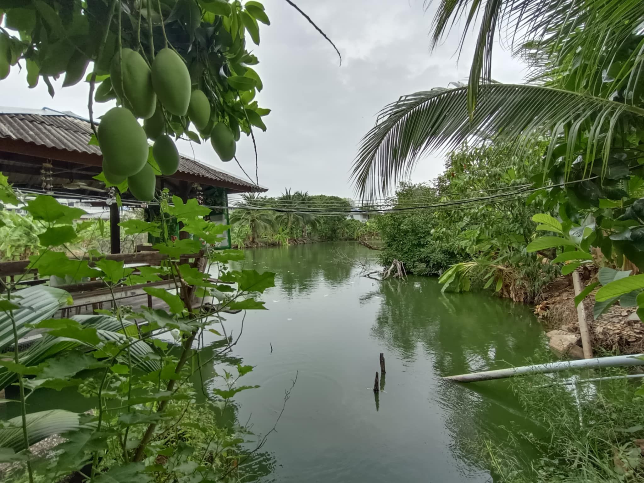 ขายที่ดินบางเขน บ้านสวนกรุงเทพฯ ที่ดิน 5 ไร่