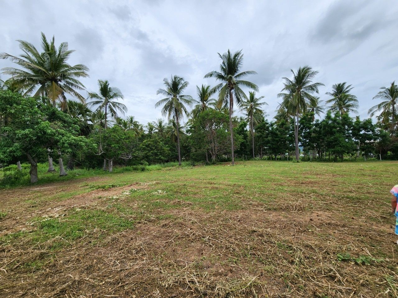 ขาย/เช่า ที่ดินสามร้อยยอด 7 ไร่ 3 ล้าน/ไร่ Prime Land for Sale in Samroi Yot Prachuap Khiri Khan of Opportunity
