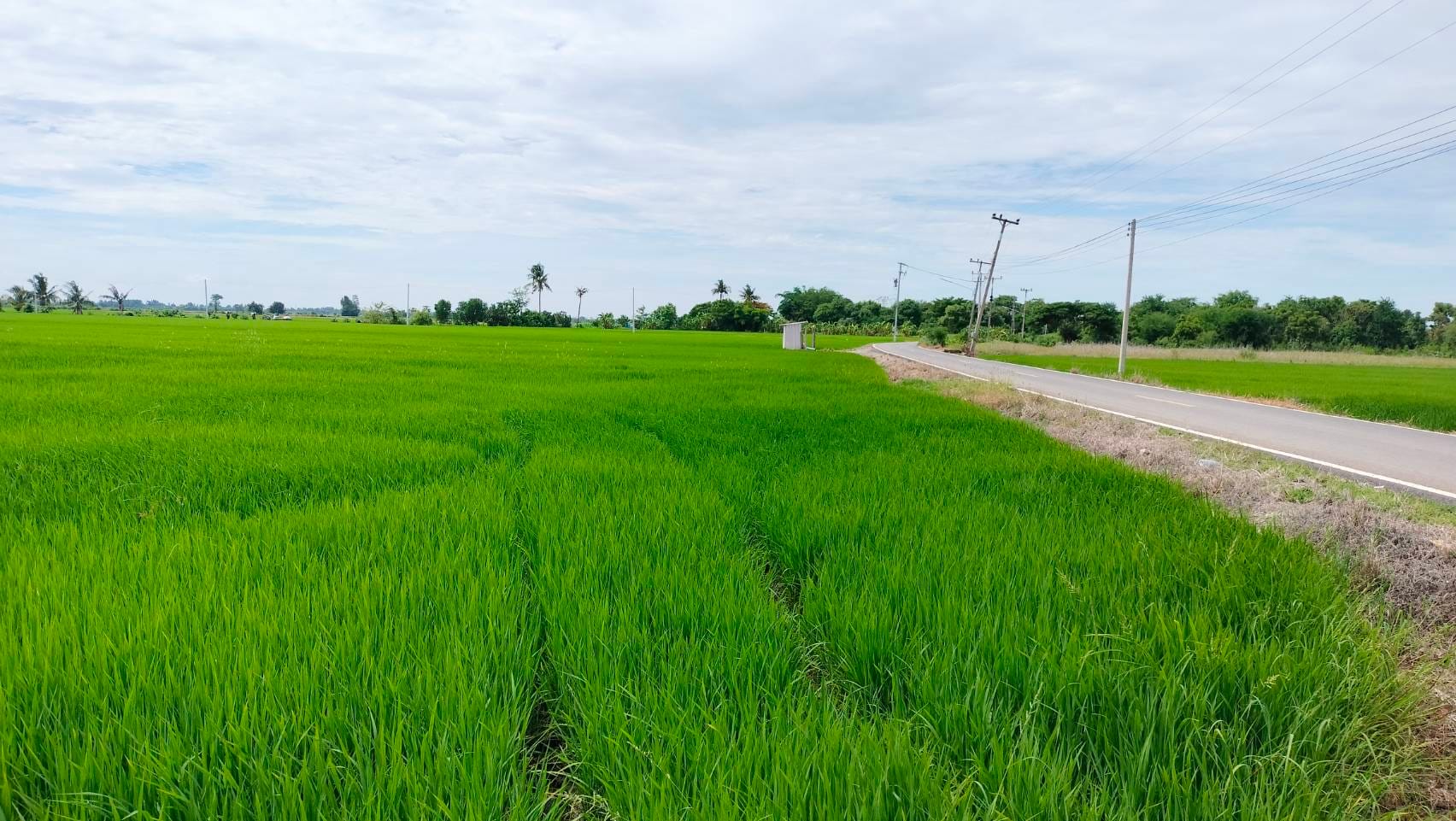 ขายที่ดินทำกิน น้ำไฟมีพร้อม ฟรีโอน