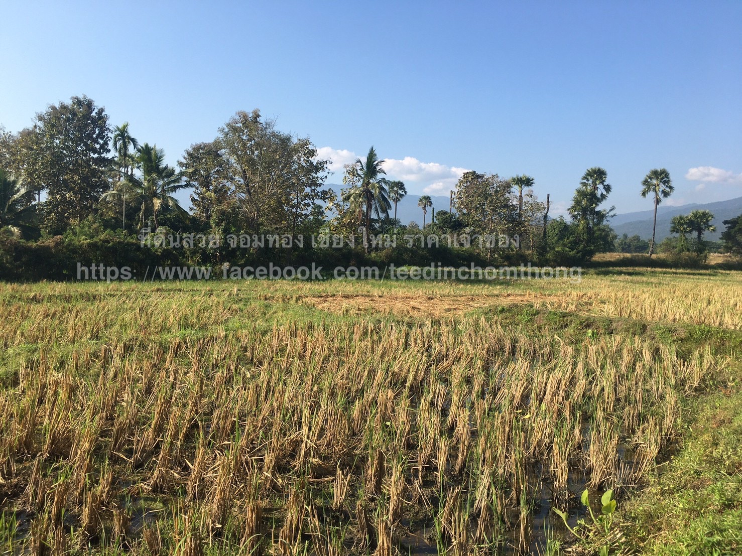 ขายที่นา จอมทอง เชียงใหม่ 4-0-25