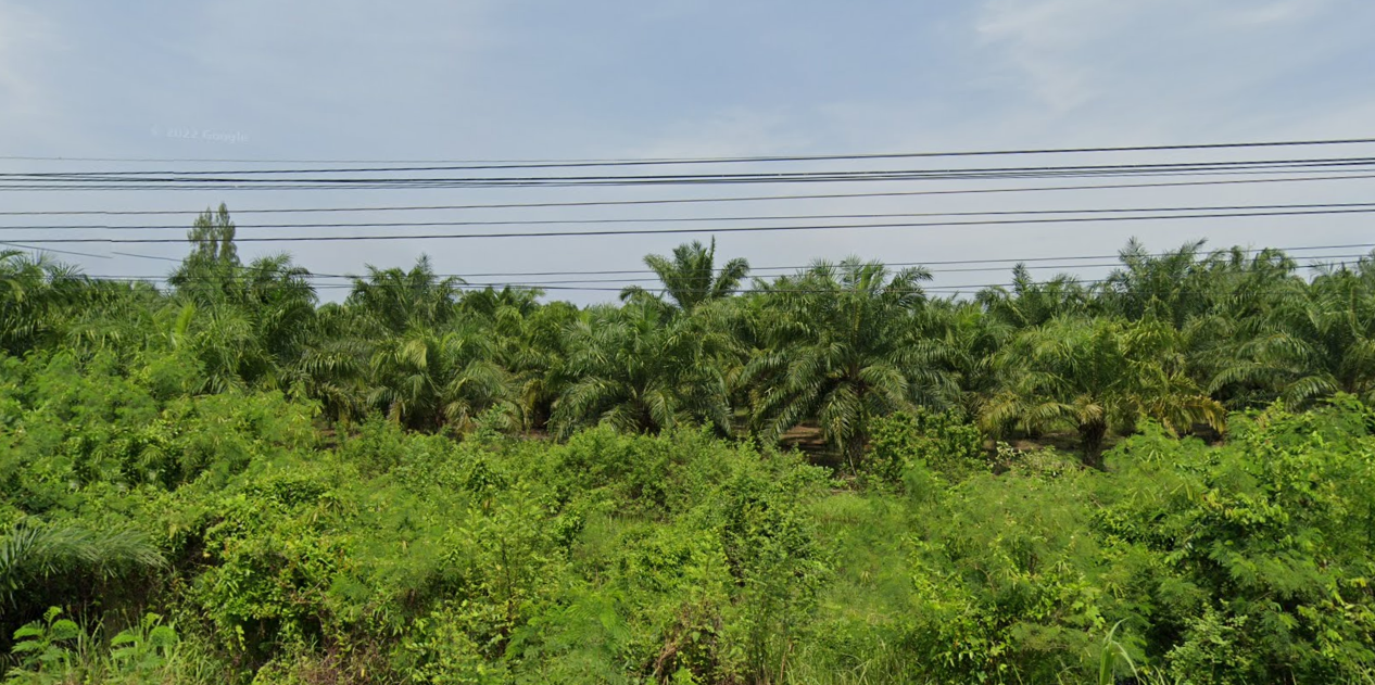 ขายที่ดินพร้อมสวนปาร์ม
