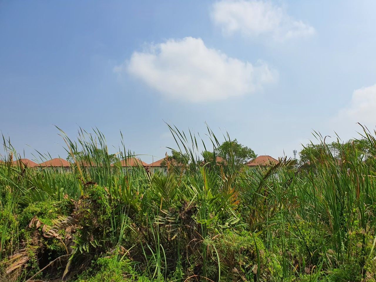 ขายที่ดินกรุงเทพฯ หนองจอก ที่ดินเปล่าแปลงสวย...200 ตรว. (มี 2 แปลง) เขตหนองจอก กทม.