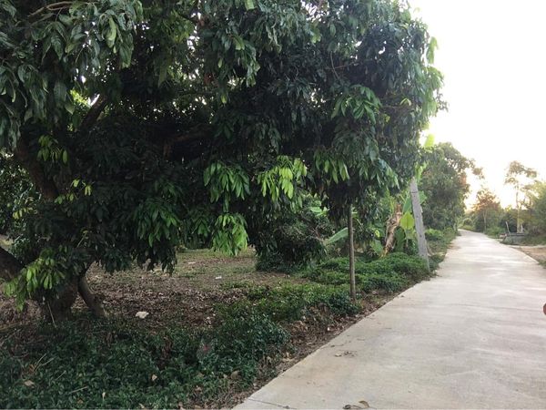 ที่ดิน สวนลำไย ลำพูน 4-1-63.5