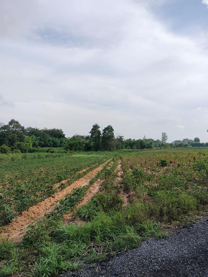 ที่ดินยกแปลงวิวเขา ติดเขาใหญ่เป็นที่สูง ปราจีนบุรี 6-3-30.4