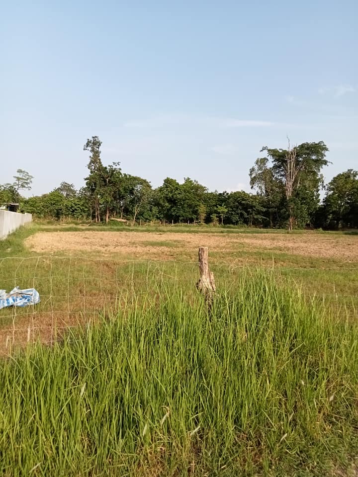 ที่ดินถมแล้วเนื้อที่ 1 ไร่ บุรีรัมย์