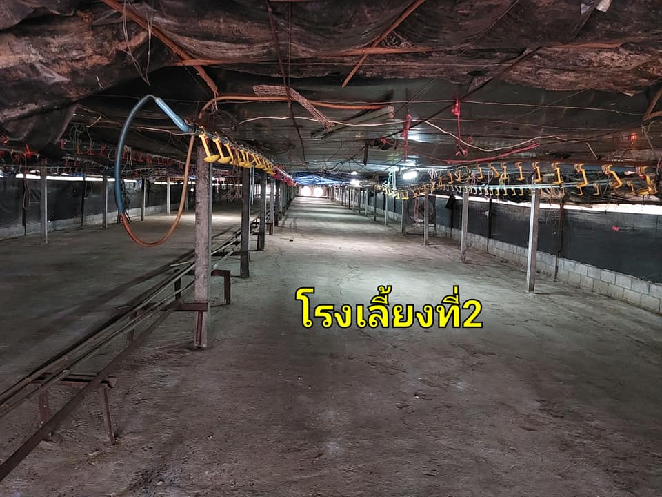 ฟาร์มเลี้ยงสัตว์ ขนาดใหญ่ แวงน้อย ขอนแก่น 9-2-20 
