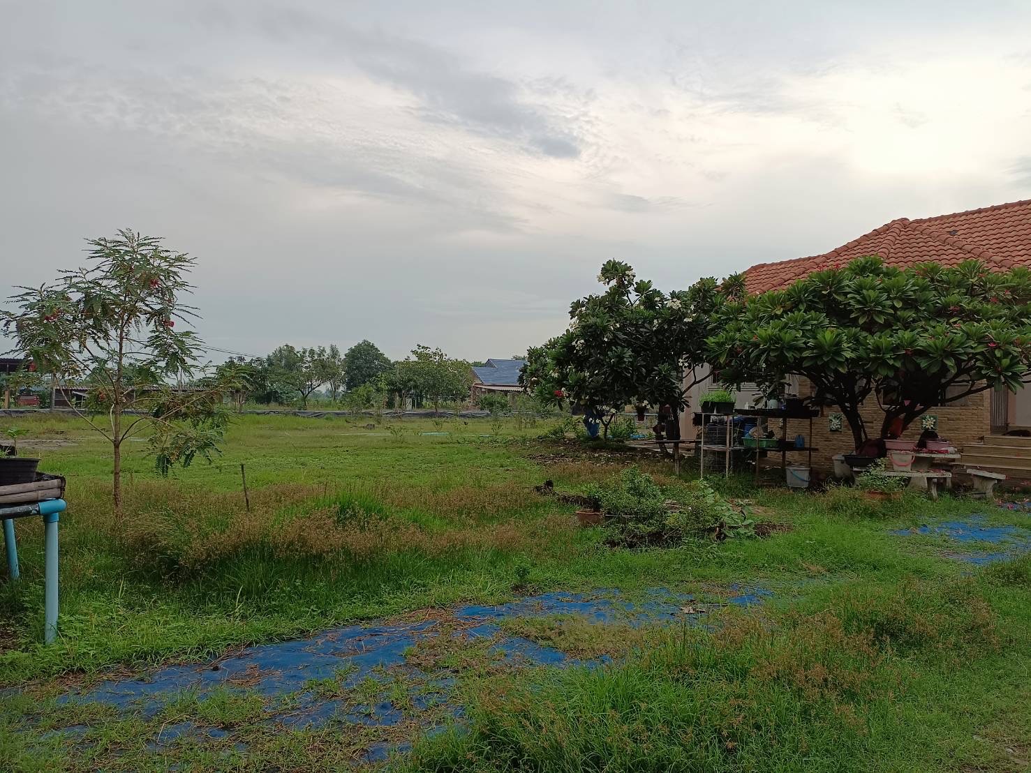 ขายที่ดิน พร้อมบ้าน 2 หลัง พร้อมกิจการโรงงานอิฐแดง 14-2-97