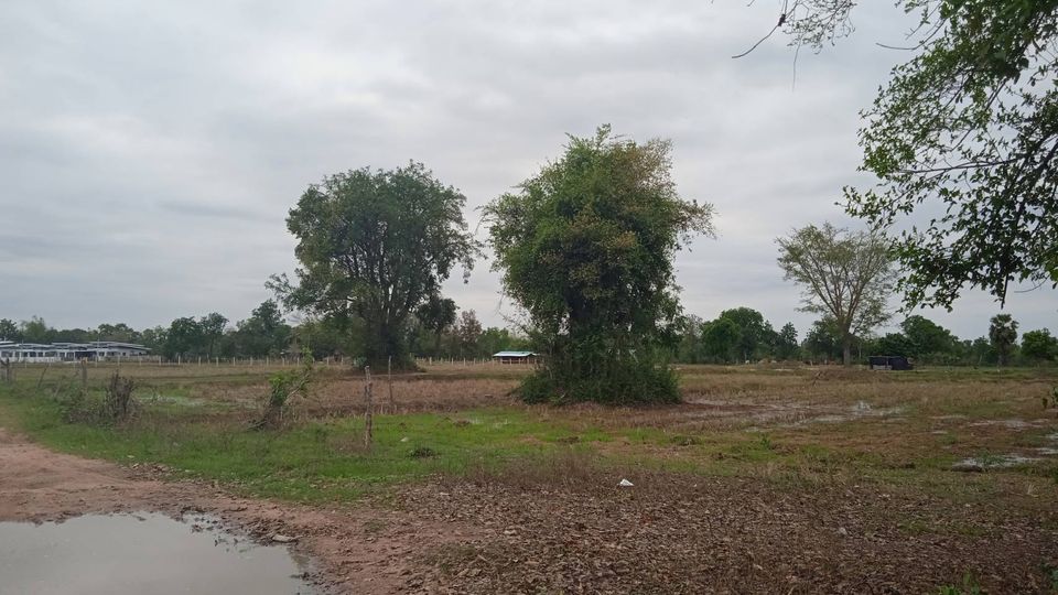 ที่ดินเปล่าทำเลสวย 2 ไร่  บ้านไผ่ ขอนแก่น 