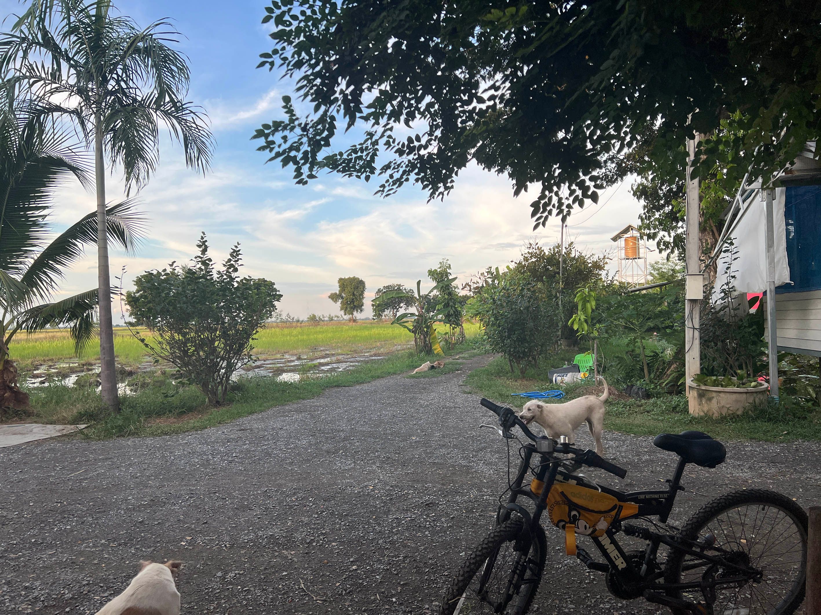 ขายที่ดิน 7 ไร่ สิงห์บุรี