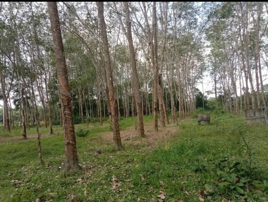 ที่ดินติดถนน สวนยางพร้อมกรีด นครศรีธรรมราช