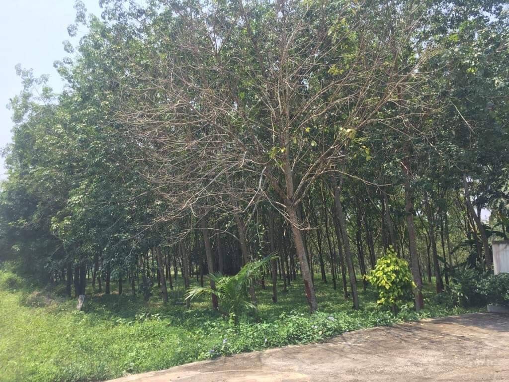 บ้านพร้อมที่ดิน ประจวบคีรีขัน 11-1-81ธ์ 