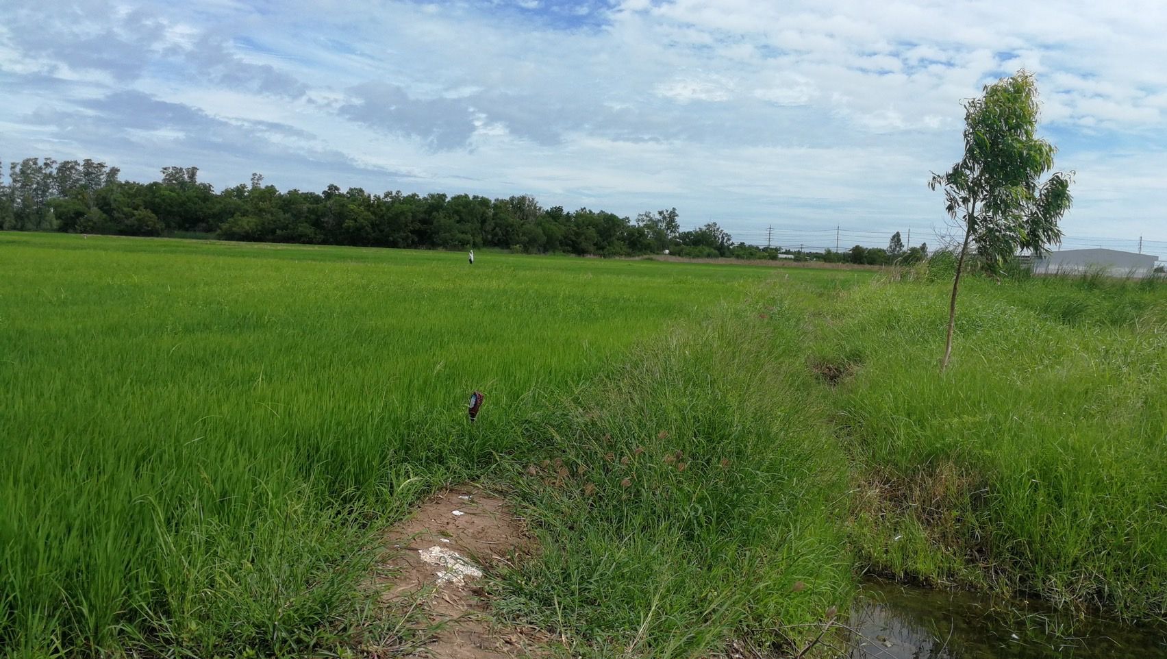 ขายที่ดินอยุธยาฯ ใกล้ โรงแรมจันทร์ผารีสอร์ท บางปะอิน 45-3-40 ไร่.