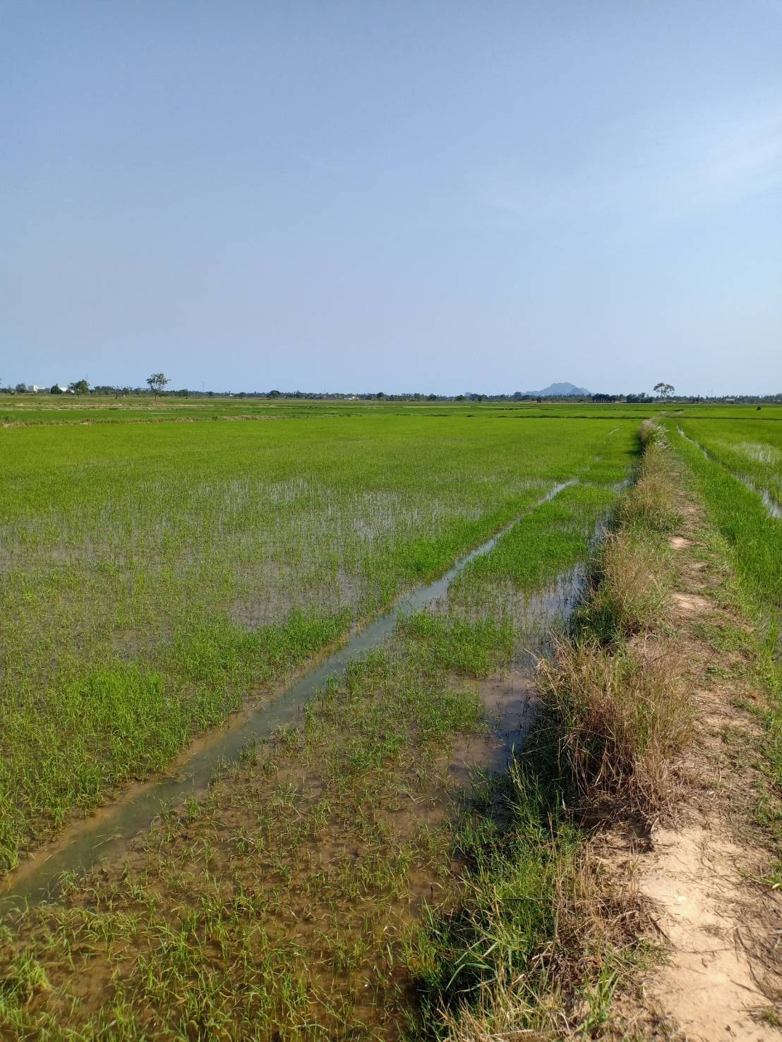 ที่ดินเปล่า ที่นา เพชรบุรี 3-2-58