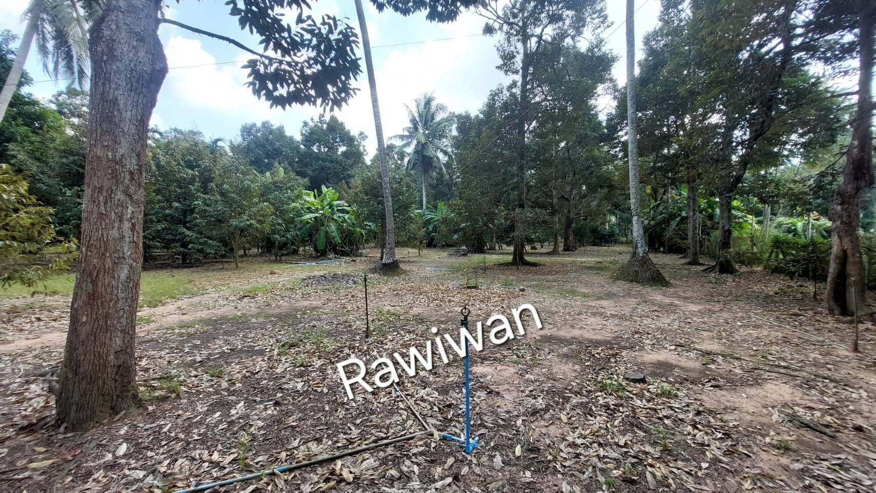 ขายที่ดินสวนทุเรียน