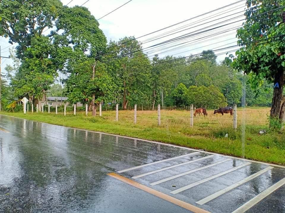 ที่ดินพร้อมห้องแถว นครศรีธรรมราช 4-2-50.8
