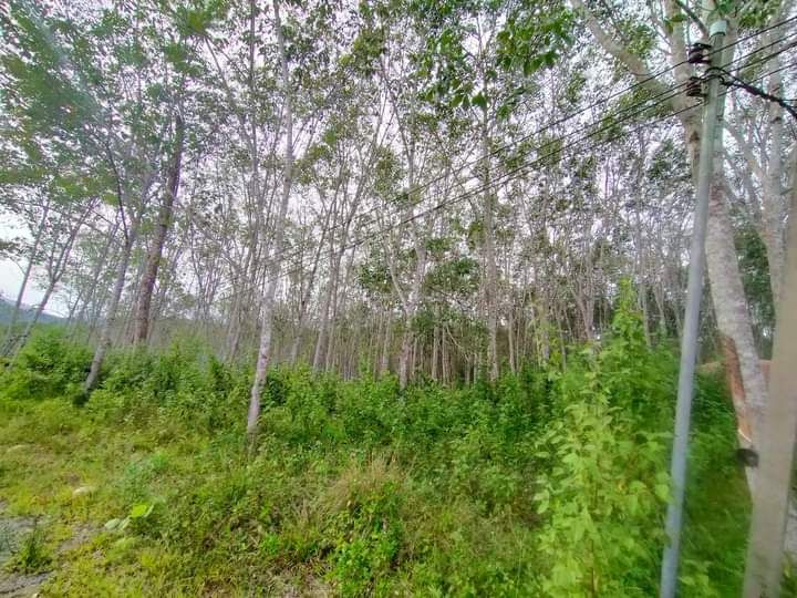 ขายที่ดิน สุราษฎร์ธานี