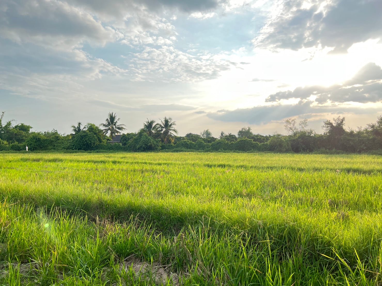 ที่ดินใกล้เทศบาลตำบลห้วยทราย สันกำแพง เชียงใหม่ 