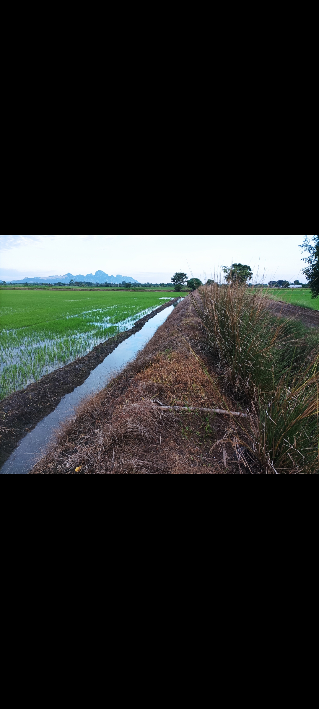 ขายที่ดินสระบุรี ทำนา เกษตรกรรมบ้านหมอ สระบุรี 13 ไร่ 2 งาน 53 ตร.วา มีคลองผ่านหน้าที่ดิน