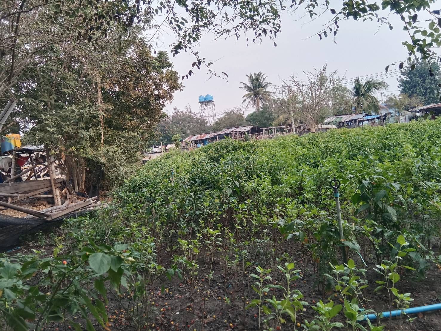 ขายที่ดิน กำแพงแสน นครปฐม ด้านหน้าติดถนน อยู่ในแหล่งชุมชน