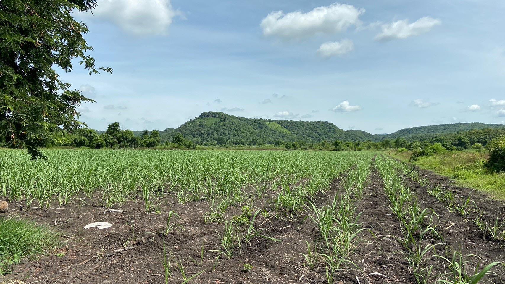 ที่ดินเป่า ชัยบาดาล ลพบุรี
